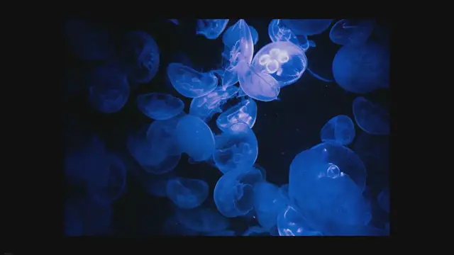 'Video thumbnail for Low-Light Tank Fish: Species That Thrive in Dim Conditions'