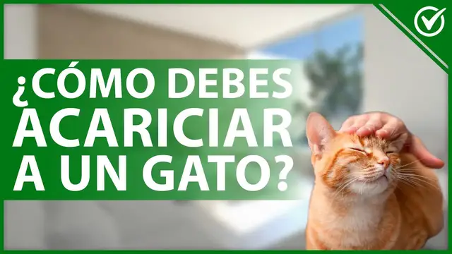 Video thumbnail for 😻 ¿Cómo se debe de ACARICIAR a un GATO según la anatomía felina? 🤲😻