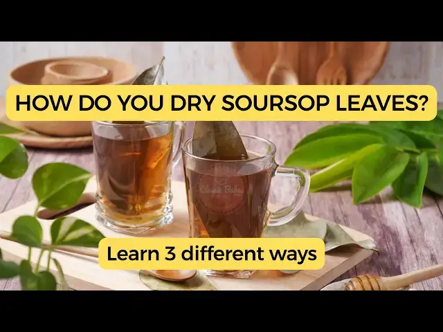 'Video thumbnail for How Do You Dry Soursop Leaves? (Answered in 1 Minute| 3 Ways Explained)'