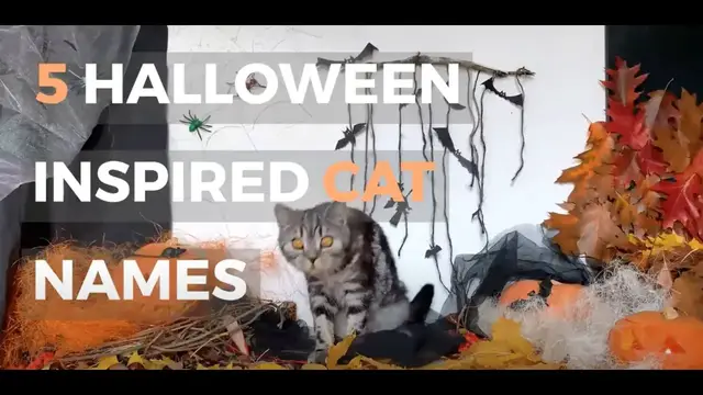 Video thumbnail for HALLOWEEN INSPIRED CAT NAMES