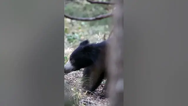 Video thumbnail for Young Sloth Bear #shorts