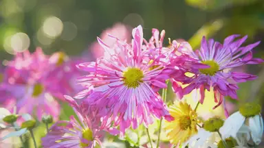 'Video thumbnail for Flowers of the world'