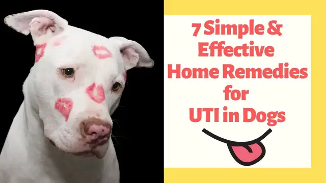 'Video thumbnail for 7 Simple & Effective Home Remedies for UTI in Dogs'