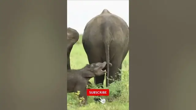 Video thumbnail for Newly born baby elephant, playing with mother's tail #shorts