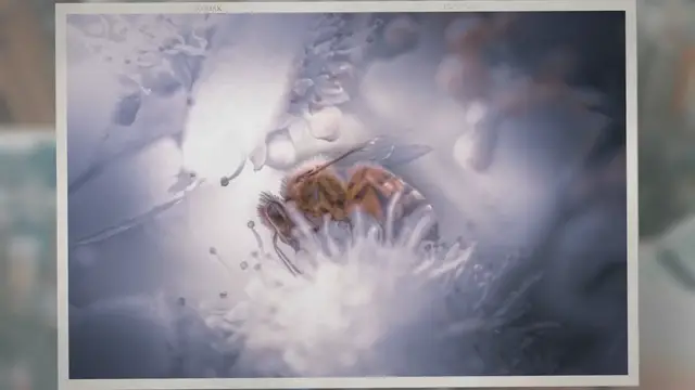 Video thumbnail for How Many Legs Do Bees Have?