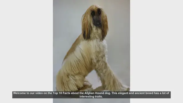 Video thumbnail for Top 10 Fascinating Facts About the Afghan Hound