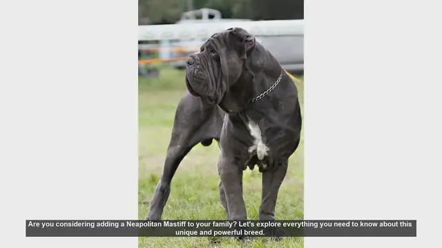 Video thumbnail for Neapolitan Mastiff: The Ultimate Guide to This Gentle Giant