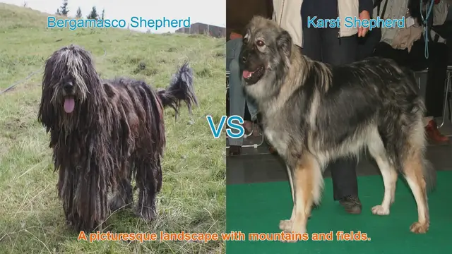 Video thumbnail for Bergamasco Shepherd vs. Karst Shepherd: A Comprehensive Comparison