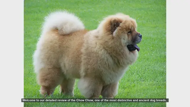 Video thumbnail for Chow Chow Dog Breed Review: History, Care, and Training Tips