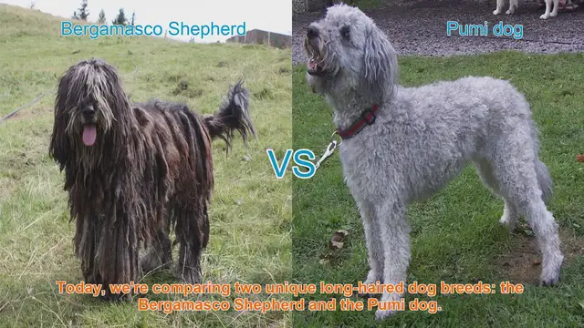 Video thumbnail for Bergamasco Shepherd vs. Pumi Dog: A Comparison of Unique Long-Haired Breeds