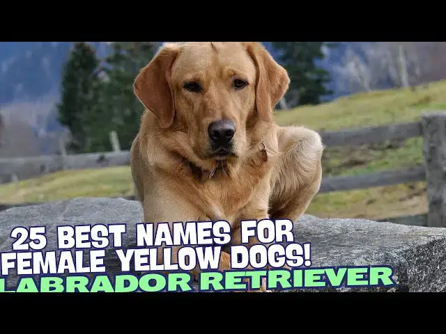 Video thumbnail for The 25 Best Names for Female Yellow Labradors! 🌼