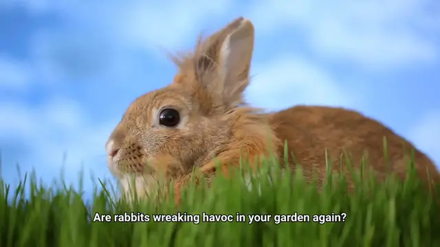 Video thumbnail for How To Keep Rabbits Out Of Garden?