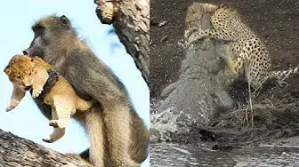 Video thumbnail for Best Wildlife Sightings of 2020