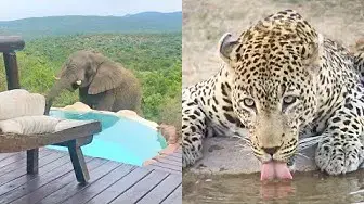 Video thumbnail for Best Wildlife Sightings This Week