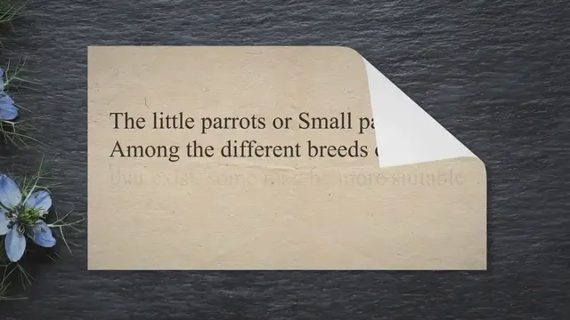 Video thumbnail for The Smallest Parrot in the world