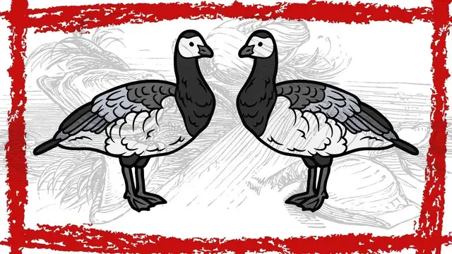 Video thumbnail for Barnacle Goose Video | Barnacle Goose Sound | Barnacle Goose Call | Barnacle Goose Song