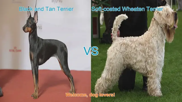 Video thumbnail for Dog Breed Comparison: Black and Tan Terrier vs. Soft-coated Wheaten Terrier