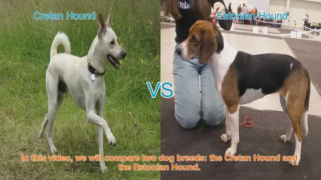 Video thumbnail for Comparing Cretan Hound and Estonian Hound: Origins, Characteristics, and Temperament