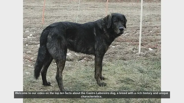 Video thumbnail for Top 10 Fascinating Facts About the Castro Laboreiro Dog