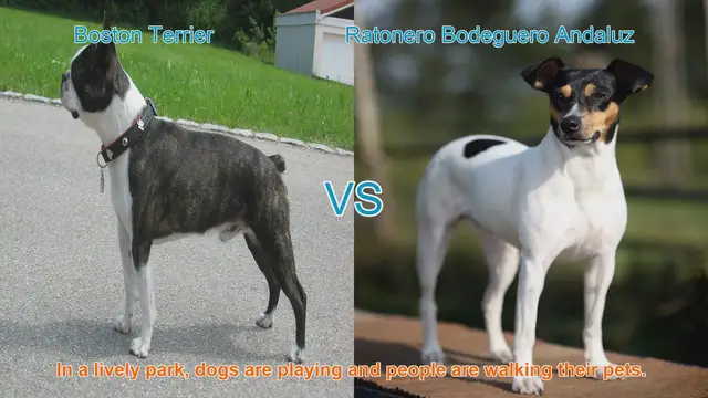 Video thumbnail for Boston Terrier vs. Ratonero Bodeguero Andaluz: A Comprehensive Breed Comparison