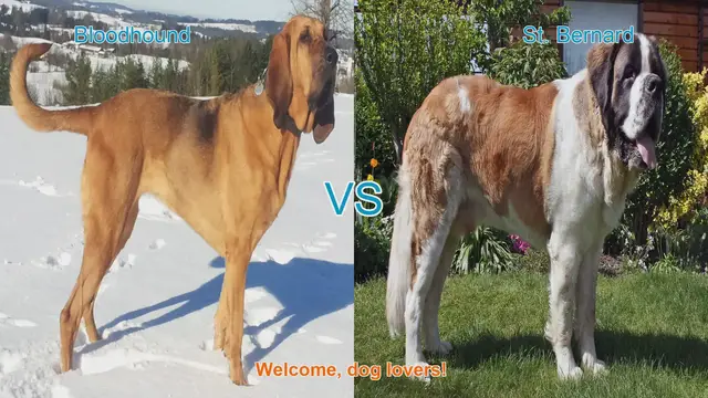 Video thumbnail for Bloodhound vs. St. Bernard: A Comparison of Two Iconic Dog Breeds