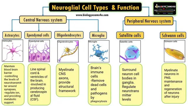 Video thumbnail for Neuroglial Cell Types by location and Basic function|| 6 Types of Glial cells and their function