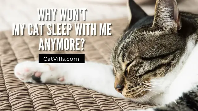 Video thumbnail for WHY WON’T MY CAT SLEEP WITH ME ANYMORE?