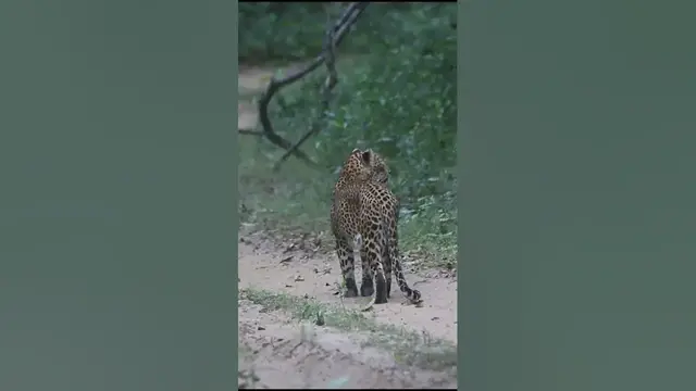 Video thumbnail for Leopard searching for food #shorts