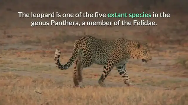 Video thumbnail for Leopard (facts, description, behaviour, status)