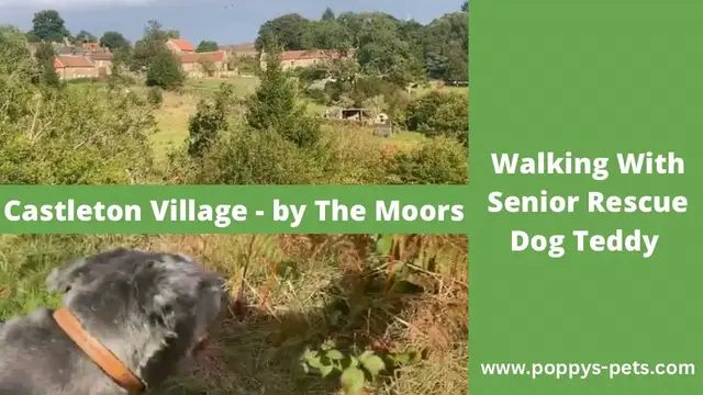 Video thumbnail for Unbelievable Uphill Adventure: Walking Trails with a Senior Dog Around Castleton Village