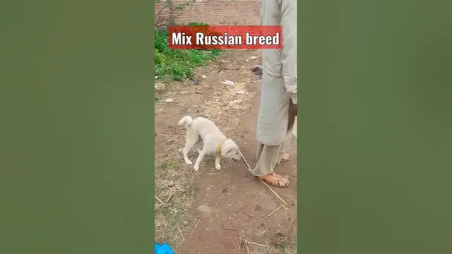 'Video thumbnail for Mix Russian dog breed #dogs #shorts'