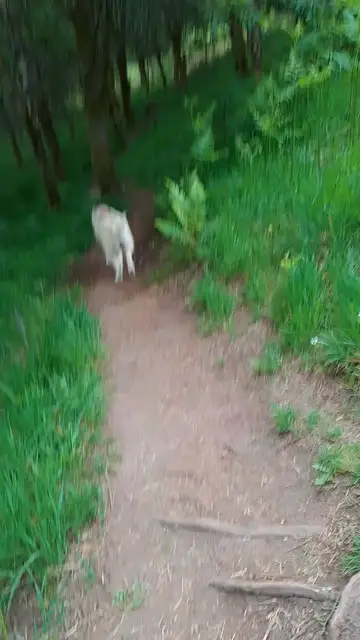 Video thumbnail for Luna Into The Woods