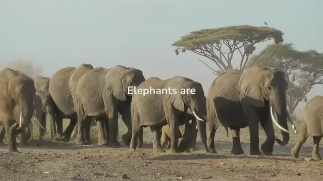 Video thumbnail for Elephant Behavior