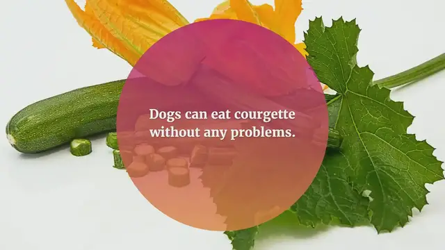 'Video thumbnail for Can dogs eat courgette (zucchini)?'