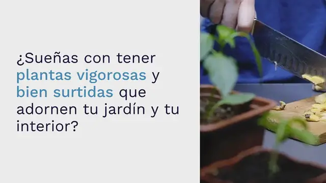 Video thumbnail for Pon una gota en cada planta en febrero: el ingenioso truco para hacerlas crecer rápido