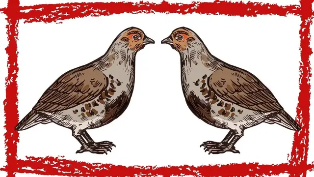 Video thumbnail for Ruffed Grouse (Bonasa Umbellus) Drumming & Call | Ruffed Grouse Video | Ruffed Grouse Sound