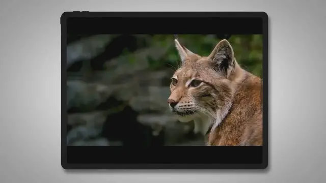 'Video thumbnail for How To Trap Bobcats In Snow'