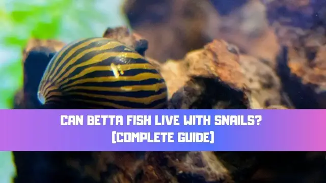 Video thumbnail for Can Betta Fish Live With Snails? (What Snails Can Live With Betta Fish?) TOP 5 SNAILS
