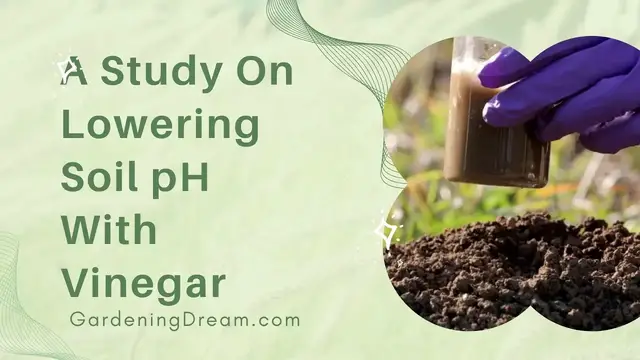 Video thumbnail for A Study On Lowering Soil pH With Vinegar