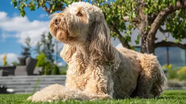 Video thumbnail for Goldendoodle – rasa hybrydowa, designerska. Poznaj bliżej mieszankę goldena i pudla!