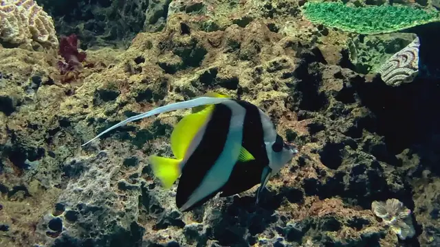 Video thumbnail for Pennant coralfish