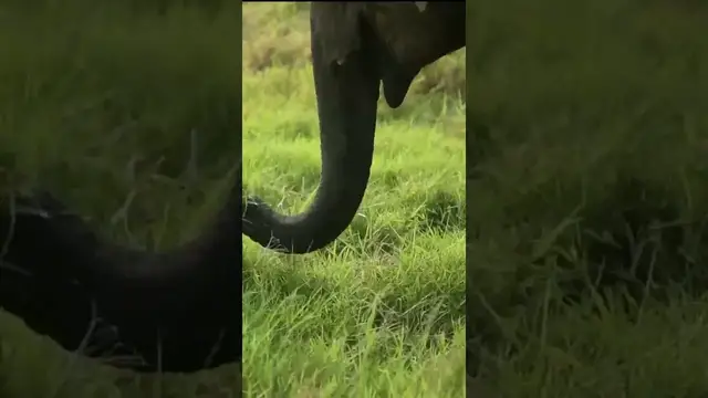 Video thumbnail for Elephant eating grass #shorts