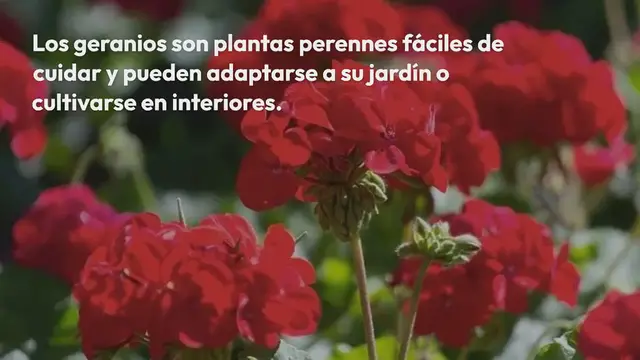 Video thumbnail for Viértelo sobre tus geranios para que florezcan rápidamente: nunca habían estado tan frondosos