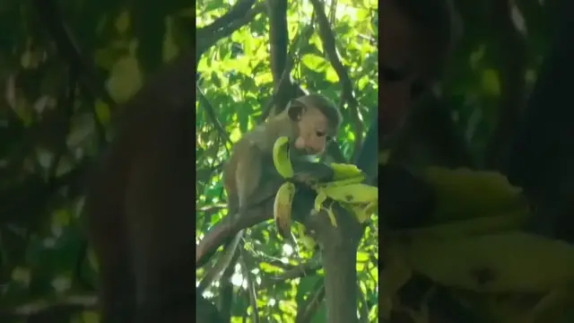 'Video thumbnail for Monkey eating bananas #shorts'
