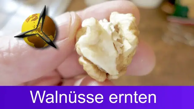 Video thumbnail for Walnüsse selber ernten, trocknen und lagern