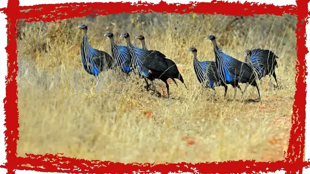 Video thumbnail for Vulturine Guineafowl (Acryllium vulturinum) Call & Sound | Vulturine Guineafowl Video