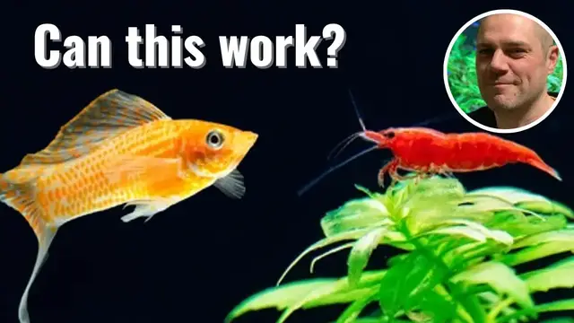 'Video thumbnail for Can Red Cherry Shrimp Live With Mollies? WILL THIS COMBINATION WORK OR END IN DISATER???'