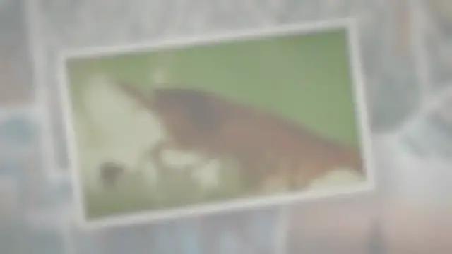 'Video thumbnail for Do Cherry Shrimp Eat Their Eggs?'