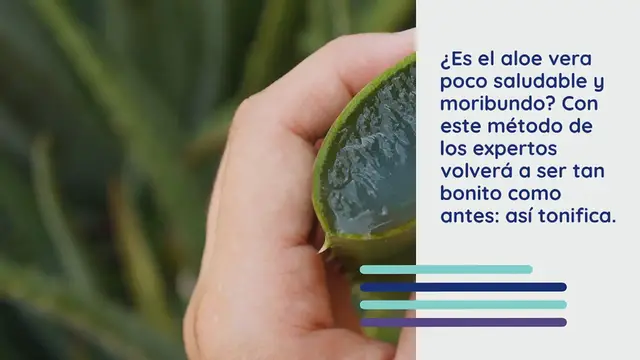 Video thumbnail for Cómo recuperar un aloe vera que se está muriendo, solo así podrás revigorizarlo