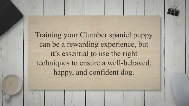 Video thumbnail for 5 Essential Tips for Training Your Clumber Spaniel Puppy